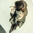 穂竜　hirokules’s diary